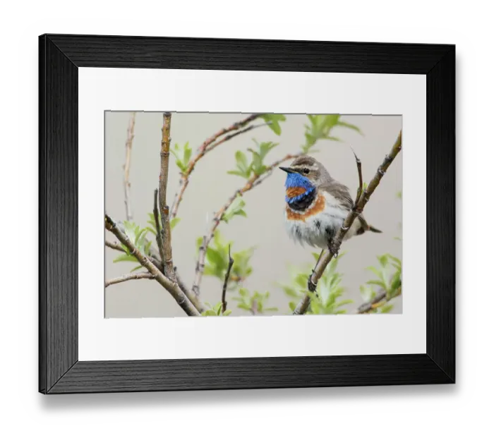 Framed Print : Bluethroat male on his summer territory in the arctic tundra of the Seward Peninsula. Alaska