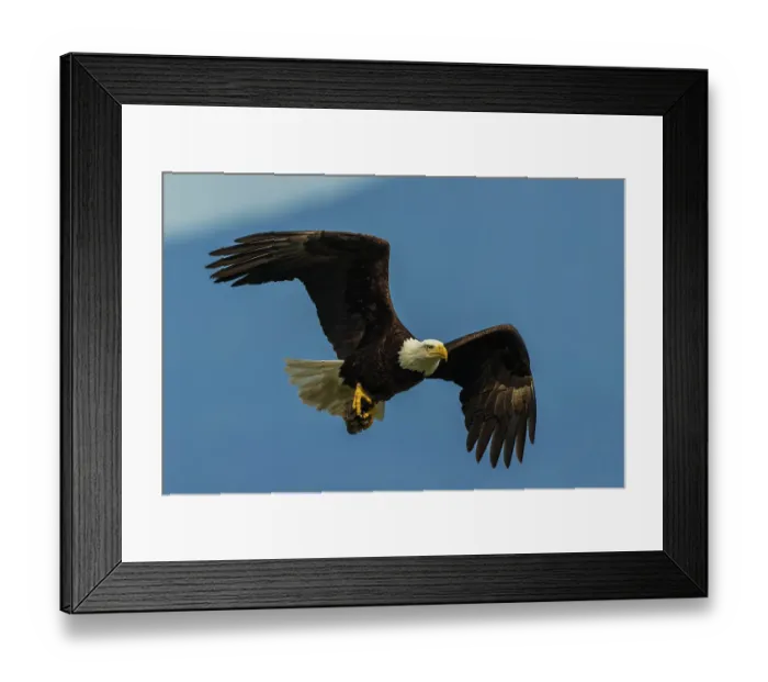 Framed Print : Bald eagle flying past with its freshly caught breakfast Framed Print : Bald eagle flying past with its freshly caught breakfast