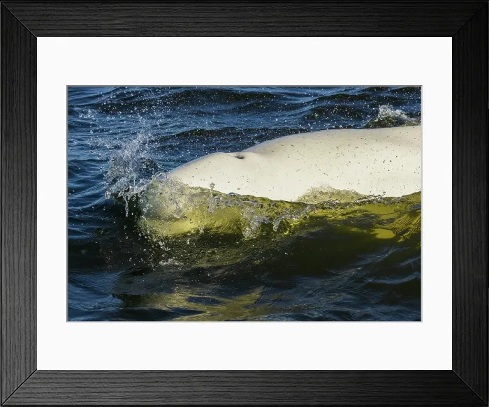 Framed Print : Beluga whale surfacing in Hudson Bay, Manitoba