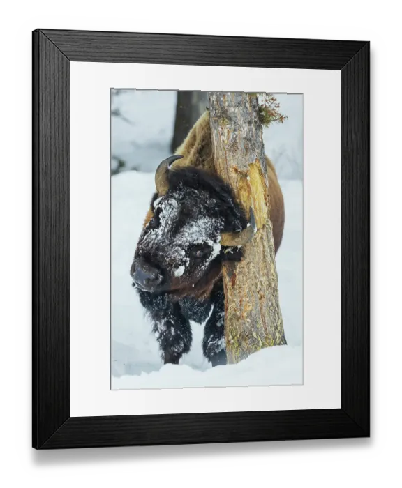 Framed Print : Tree hugging bull bison, winter in Yellowstone, Wyoming Framed Print : Tree hugging bull bison, winter in Yellowstone, Wyoming