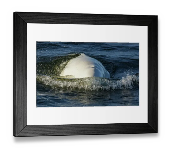 Framed Print : Beluga whale surfacing in Hudson Bay, Manitoba