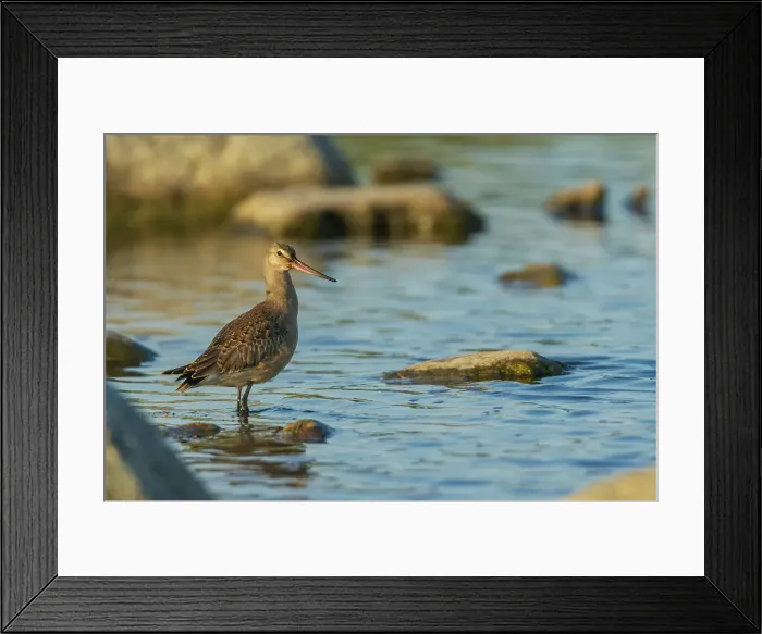 Framed Print : Hudsonian godwit pauses a small creeks edge in the arctic habitat in Northern Manitoba Framed Print : Hudsonian godwit pauses a small creeks edge in the arctic habitat in Northern Manitoba
