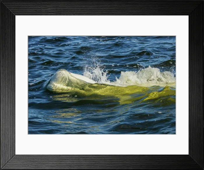 Framed Print : Beluga whale comes up for a breath in Hudson Bay, Manitoba Framed Print : Beluga whale comes up for a breath in Hudson Bay, Manitoba