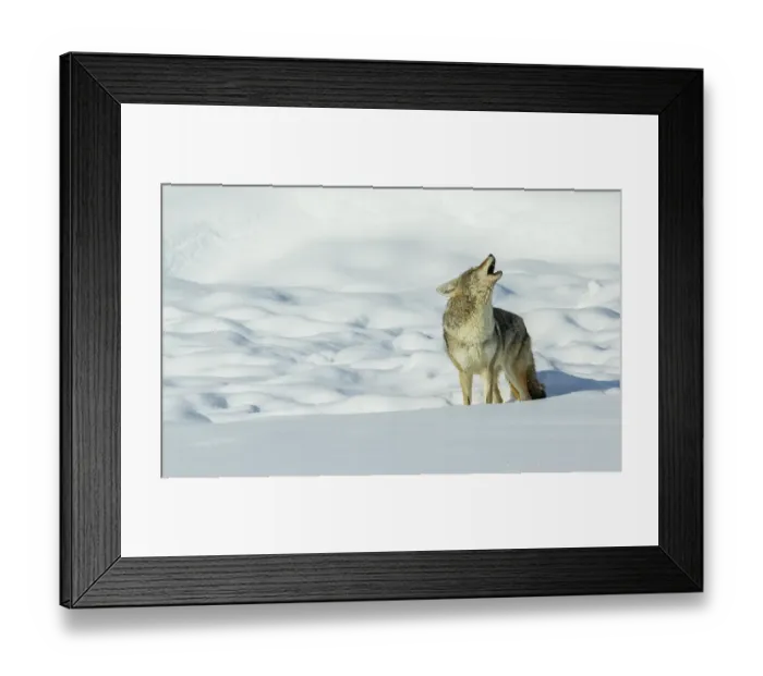 Framed Print : Coyote yelping in the wintery landscape Framed Print : Coyote yelping in the wintery landscape