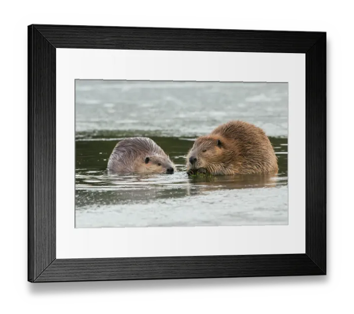 Framed Print : Adult beaver forages along with a youngster in an opening in the ice Framed Print : Adult beaver forages along with a youngster in an opening in the ice
