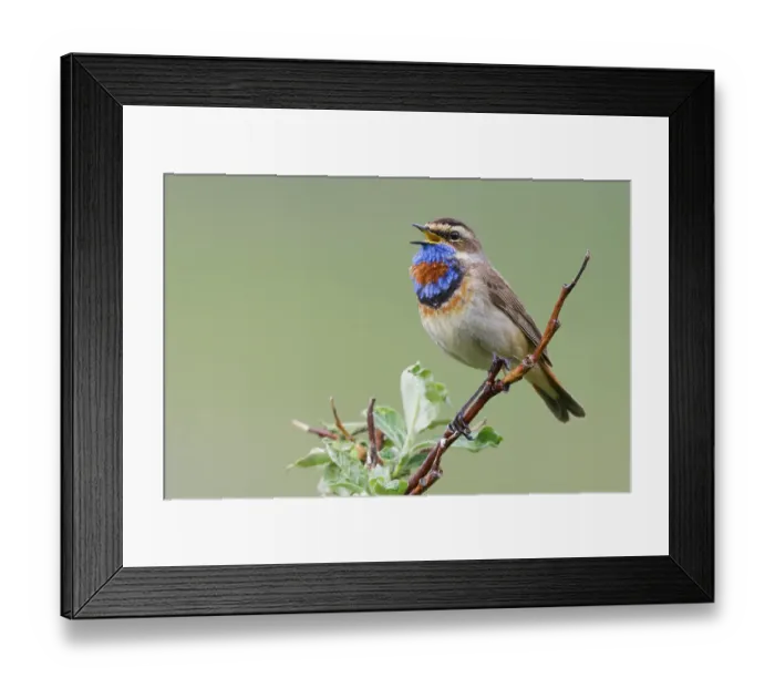 Framed Print : Bluethroat male singing on his summer territory in the arctic tundra of the Seward Peninsula. Alaska Framed Print : Bluethroat male singing on his summer territory in the arctic tundra of the Seward Peninsula. Alaska