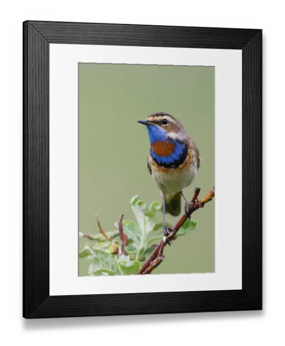 Framed Print : Bluethroat male on his summer territory in the arctic tundra of the Seward Peninsula. Alaska