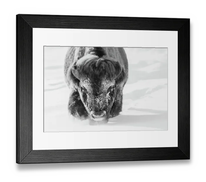 Framed Print : Bull bison wading through the deep snow of Yellowstone Framed Print : Bull bison wading through the deep snow of Yellowstone