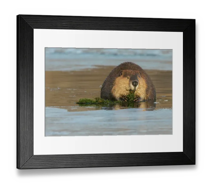 Framed Print : American beaver foraging in open water in the frozen river Framed Print : American beaver foraging in open water in the frozen river