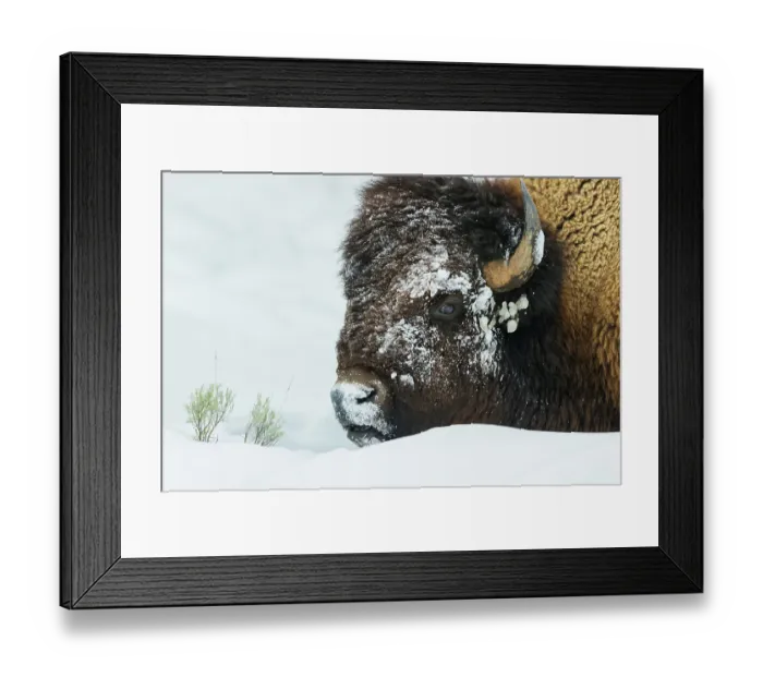 Framed Print : Bison foraging in the deep winter snow of the Rocky Mountains Framed Print : Bison foraging in the deep winter snow of the Rocky Mountains