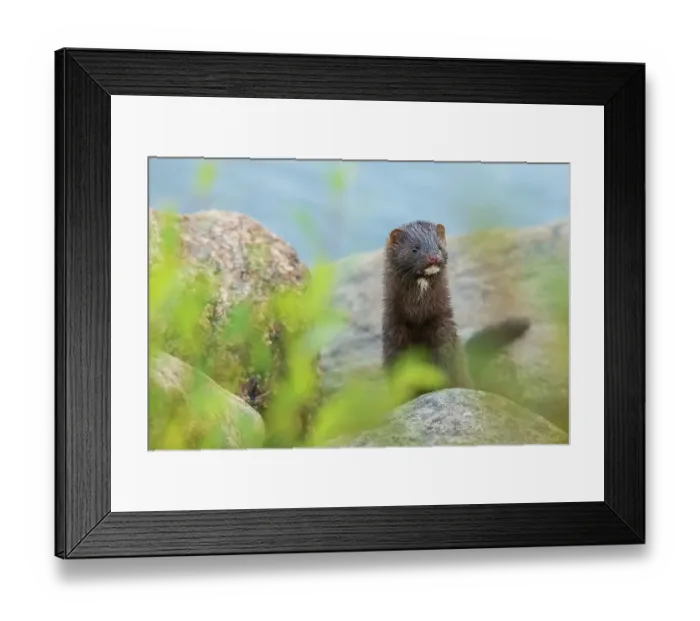 Framed Print : American mink patrols the banks of the Churchill River in Northern Manitoba Framed Print : American mink patrols the banks of the Churchill River in Northern Manitoba