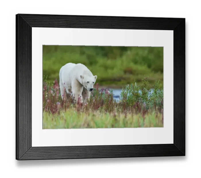 Framed Print : Polar bear exploring the shoreline of Hudson Bay for a possible meal, Northern Manitoba Framed Print : Polar bear exploring the shoreline of Hudson Bay for a possible meal, Northern Manitoba