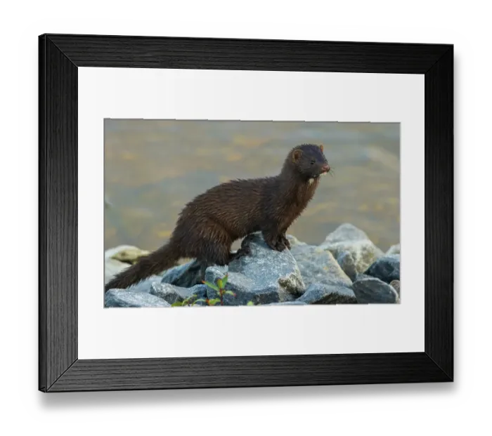 Framed Print : American mink pauses for a moment while foraging along a river bank in the arctic country Framed Print : American mink pauses for a moment while foraging along a river bank in the arctic country