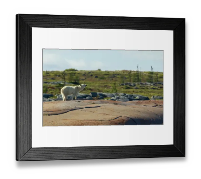 Framed Print : Polar bear catching a scent in the air along the coast of Hudson Bay