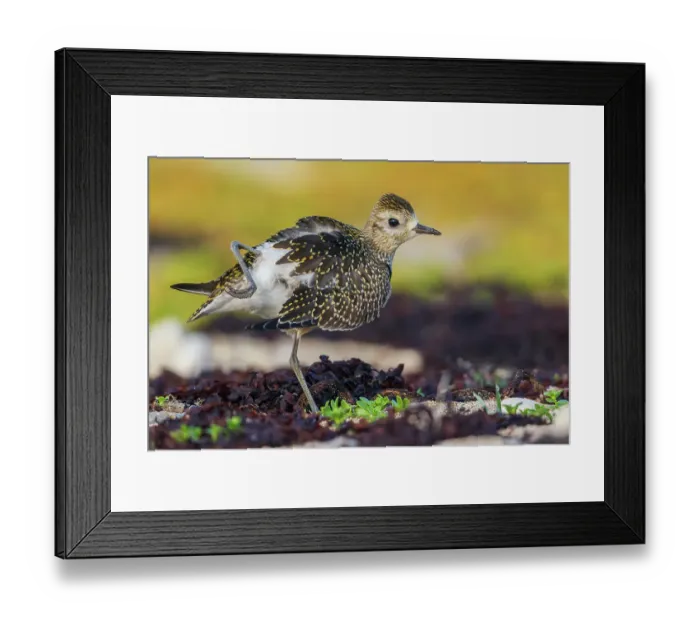 Framed Print : American golden plover stretching Framed Print : American golden plover stretching