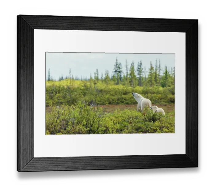 Framed Print : Polar bear sow and her cub exploring the sub-arctic tundra of Hudson Bay for a possible meal, Northern Manitoba