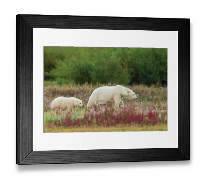 Framed Print : Polar bear sow with cub exploring an inlet stream to the Hudson Bay, Northern Manitoba Framed Print : Polar bear sow with cub exploring an inlet stream to the Hudson Bay, Northern Manitoba