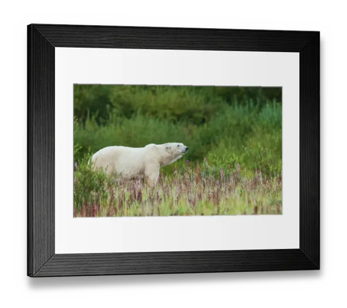 Framed Print : Polar bear pauses for a moment to sniff the air near Hudson Bay Framed Print : Polar bear pauses for a moment to sniff the air near Hudson Bay