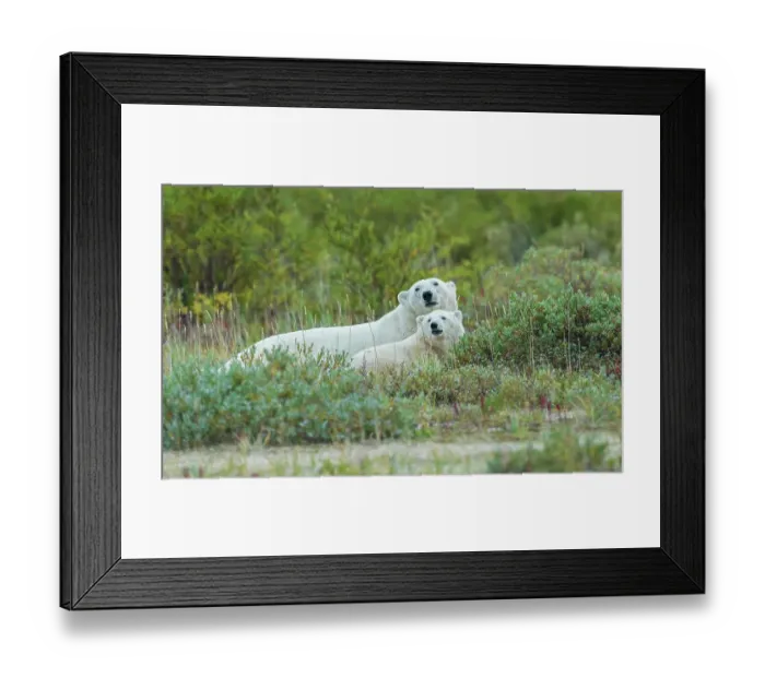 Framed Print : Polar bear sow with her cub rests in the willows near the shoreline of Hudson Bay