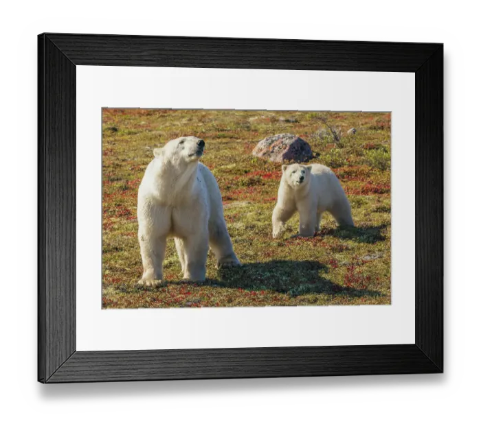Framed Print : Polar bear sow catching a scent in the air