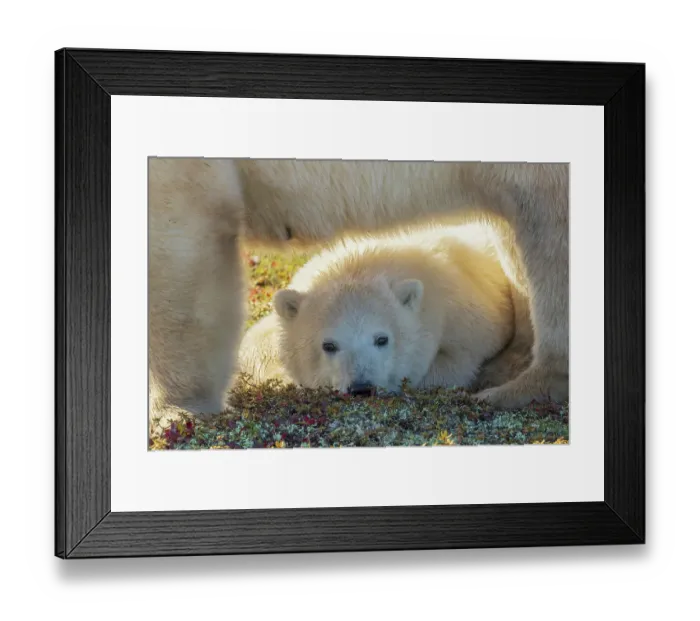 Framed Print : Young polar bear rest under its mother while she scavenges an old Caribou carcass Framed Print : Young polar bear rest under its mother while she scavenges an old Caribou carcass