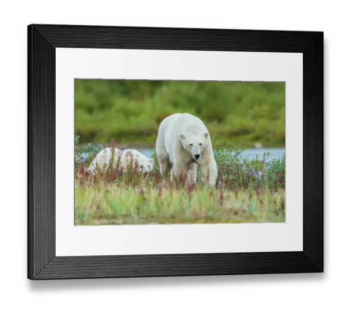 Framed Print : Polar bear sow and her cub exploring the sub-arctic tundra of Hudson Bay for a possible meal, Northern Manitoba