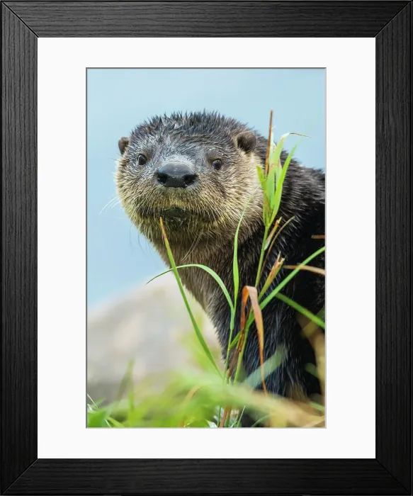 Framed Print : River otter pauses for a moment while foraging along a river bank in the arctic country