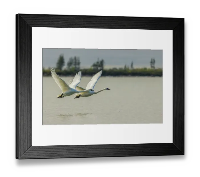 Framed Print : Tundra swan pair taking flight from an sub-arctic tundra pond of Northern Manitoba