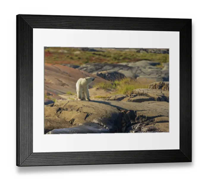 Framed Print : Polar bear testing the air on the arctic tundra late summer landscape