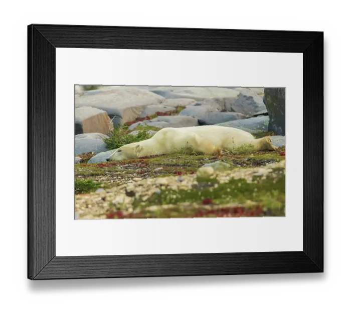 Framed Print : Polar bear rests along the shoreline of Hudson Bay