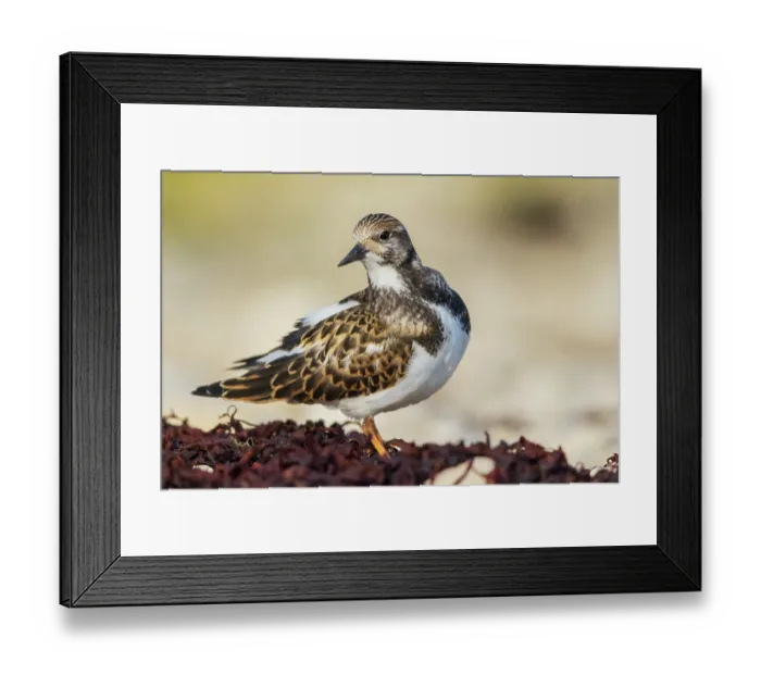 Framed Print : Ruddy turnstone taking a break to preen a bit while foraging along the Hudson Bay in Northern Manitoba