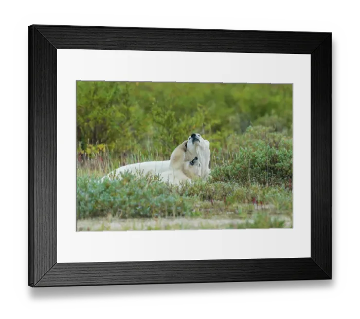 Framed Print : Polar bear cub plays with mom during nap time in Northern Manitoba
