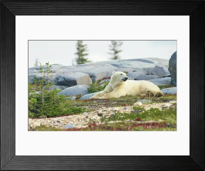 Framed Print : Polar bear rests along the shoreline of Hudson Bay Framed Print : Polar bear rests along the shoreline of Hudson Bay