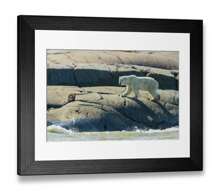 Framed Print : Polar bear exploring the shoreline of Hudson Bay for a possible meal, Northern Manitoba Framed Print : Polar bear exploring the shoreline of Hudson Bay for a possible meal, Northern Manitoba