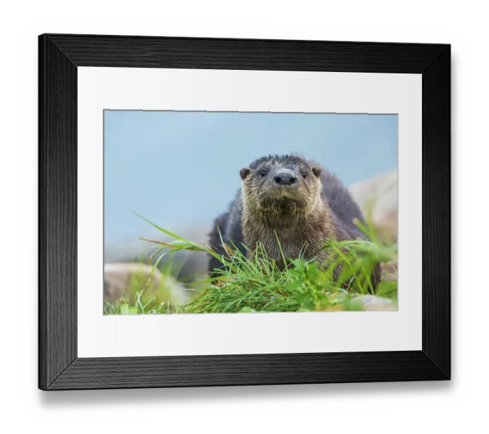 Framed Print : River otter pauses for glance about while foraging along the Churchill River in Northern Manitoba