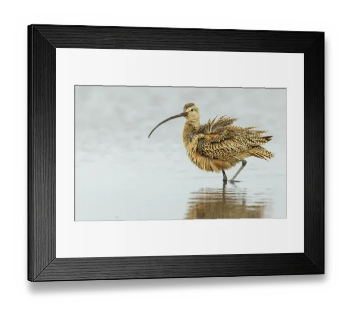 Framed Print : Long-billed curlew fluffing out his feathers while foraging in Southeast Oregon Framed Print : Long-billed curlew fluffing out his feathers while foraging in Southeast Oregon