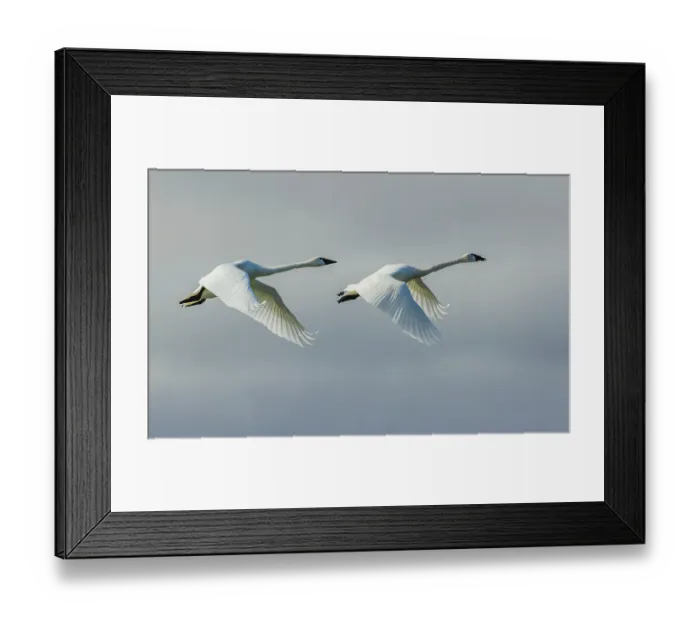 Framed Print : Tundra swan pair flying over the arctic tundra of Northern Manitoba Framed Print : Tundra swan pair flying over the arctic tundra of Northern Manitoba
