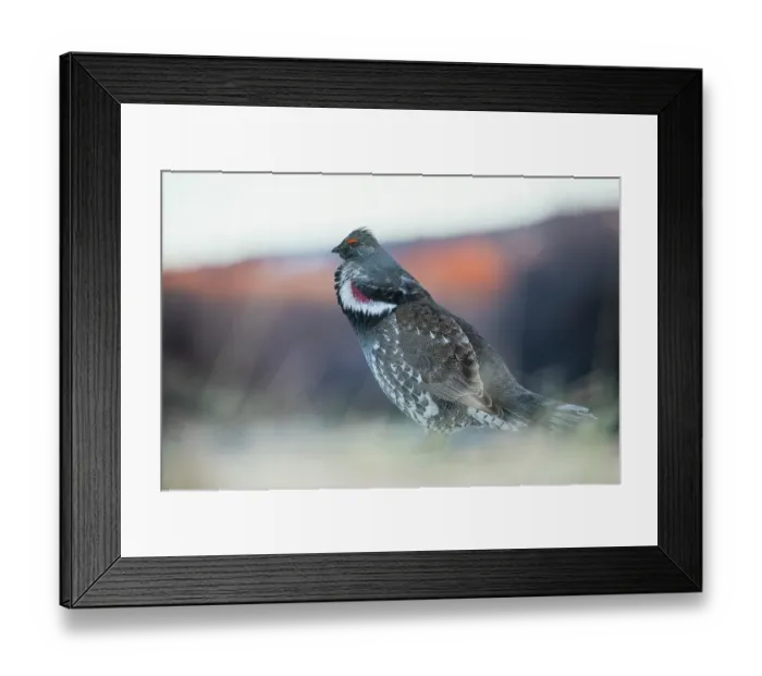Framed Print : Dusky grouse calling in the Rocky Mountains of Colorado