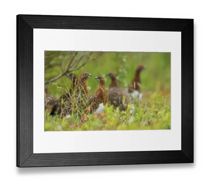 Framed Print : Flock of willow ptarmigan foraging in the Boreal forest of Northern Manitoba