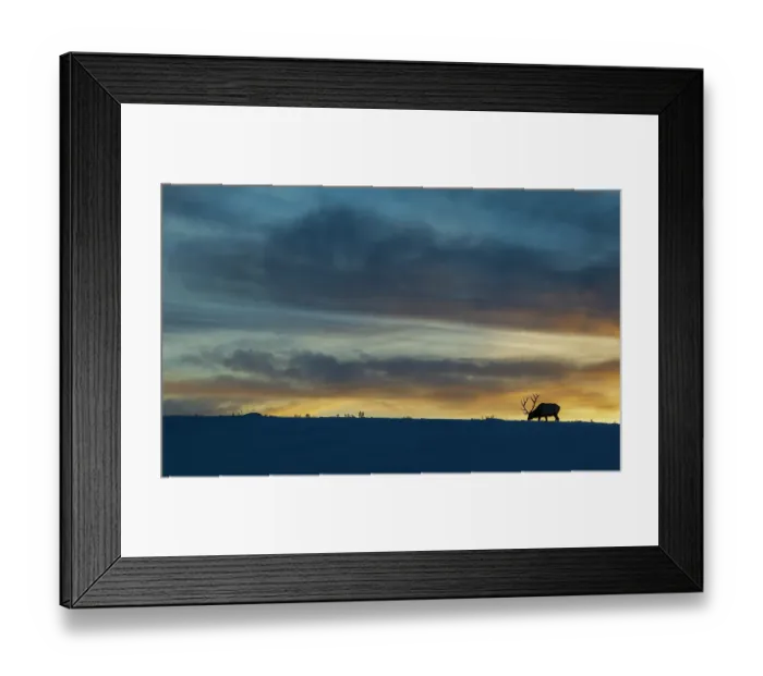 Framed Print : Bull elk foraging at winter sunset in Wyoming Framed Print : Bull elk foraging at winter sunset in Wyoming