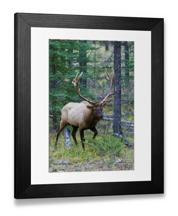 Framed Print : Bull elk walking through forest in the Canadian Rockies