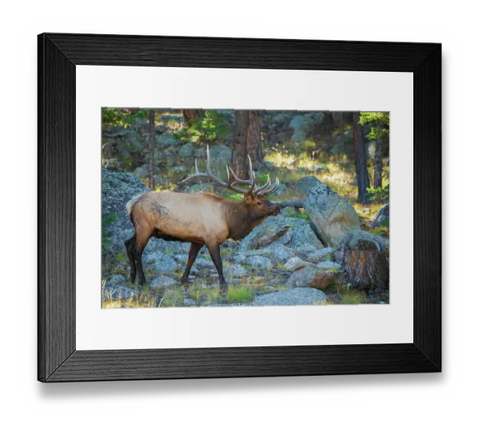 Framed Print : Bull elk scanning nearby meadow in the Rocky Mountains of Colorado Framed Print : Bull elk scanning nearby meadow in the Rocky Mountains of Colorado