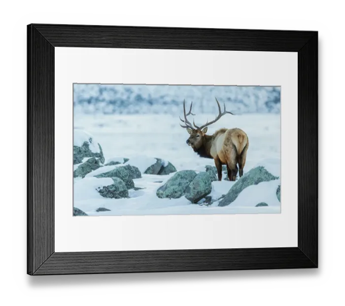 Framed Print : Bull elk on the winter range of the Rocky Mountains of Montana