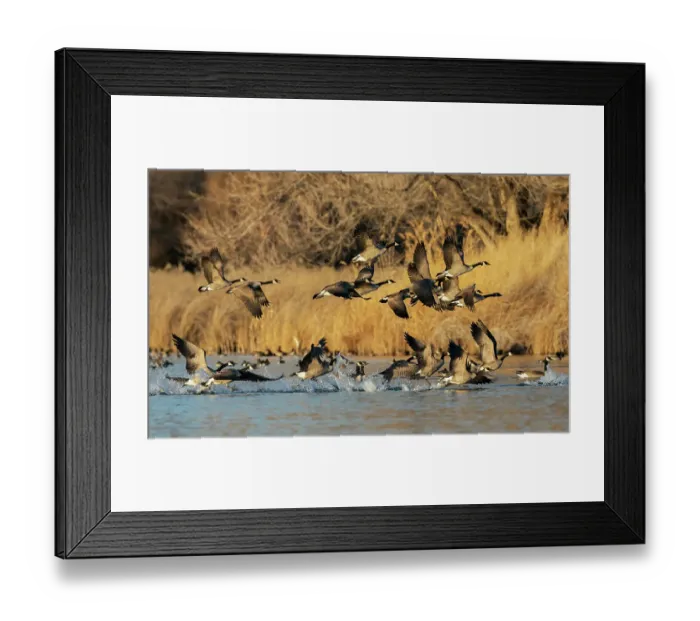 Framed Print : Canada geese taking flight from a wetland refuge in southern Idaho during migration Framed Print : Canada geese taking flight from a wetland refuge in southern Idaho during migration