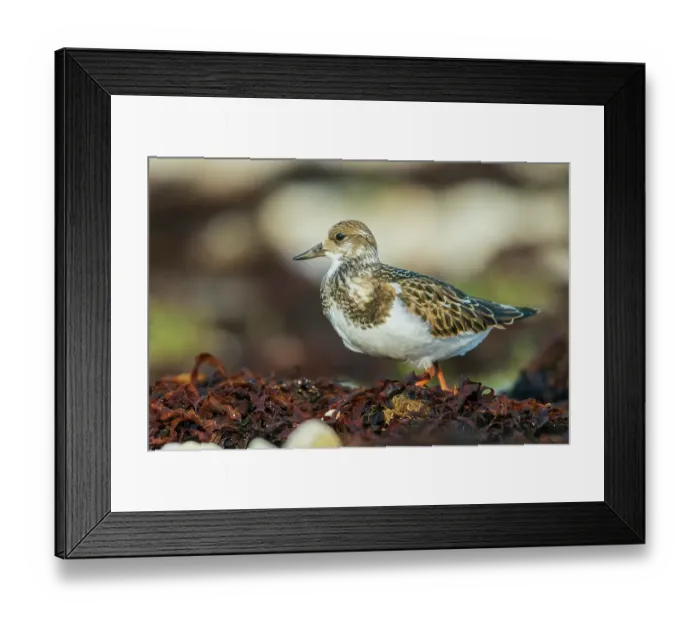Framed Print : Ruddy turnstone foraging among washed up seaweed on the shore of Hudson Bay