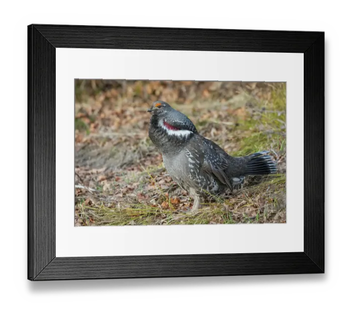 Framed Print : Dusky grouse calling in the Rocky Mountains of Colorado Framed Print : Dusky grouse calling in the Rocky Mountains of Colorado