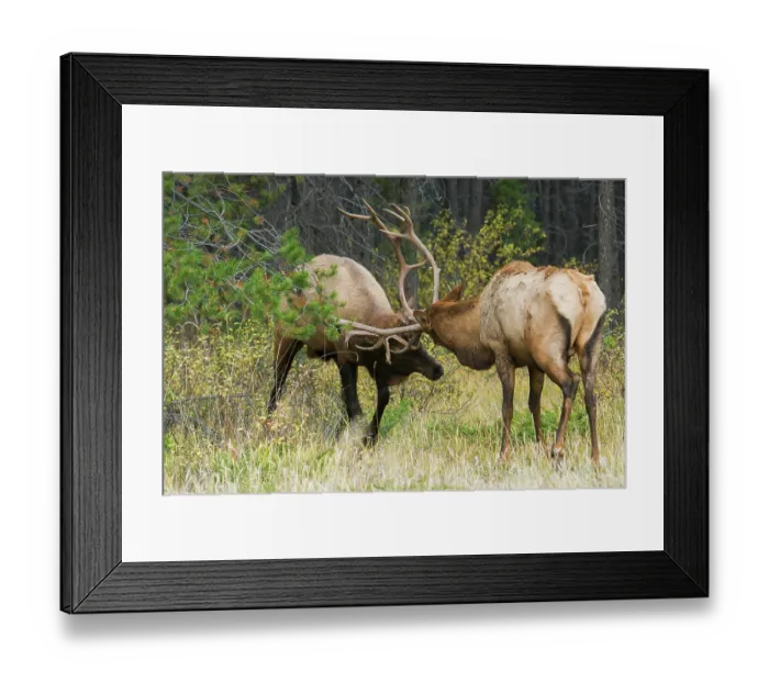 Framed Print : Older and younger bull elk sparring together, Canadian Rockies