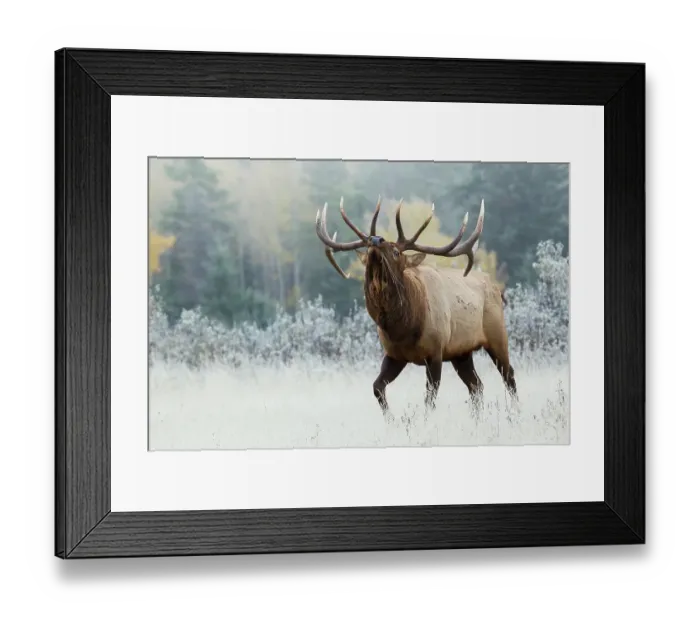 Framed Print : Bull elk asserting his dominance on frosty October morning, Canadian Rockies