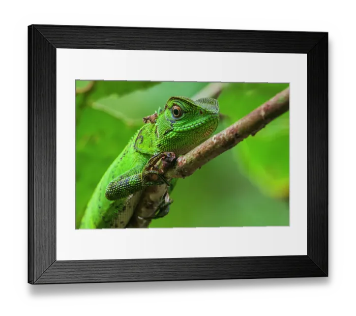 Framed Print : Iguana in the Cloud Forest of Ecuador Framed Print : Iguana in the Cloud Forest of Ecuador