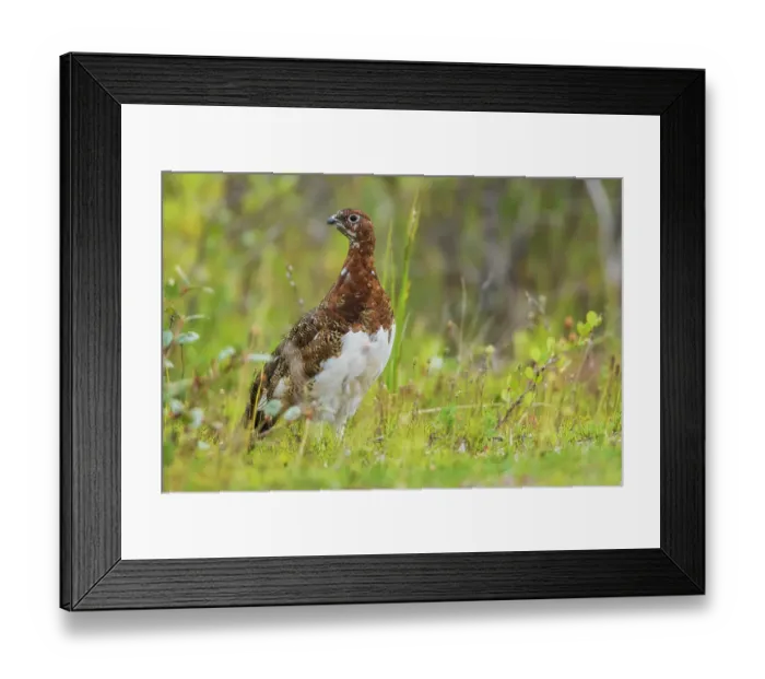 Framed Print : Willow ptarmigan at home in the arctic tundra of Northern Manitoba Framed Print : Willow ptarmigan at home in the arctic tundra of Northern Manitoba